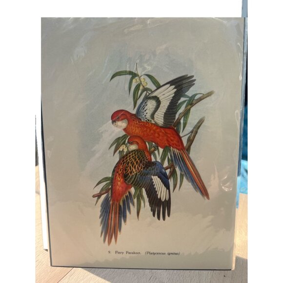 Vintage 1940s Fiery Parakeet Bird Print - Picture 2 of 5
